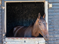 PN070822-177 - Gaulois